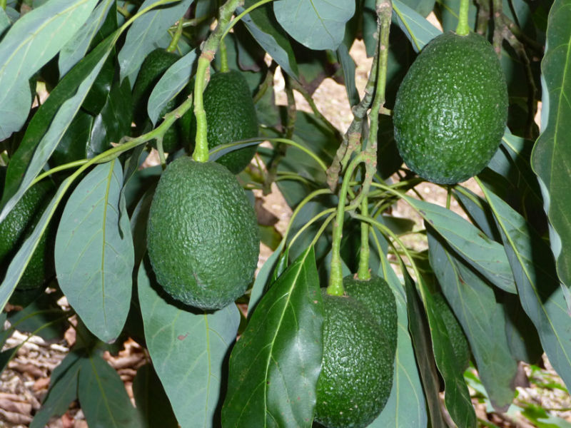 Image result for Hass avocado