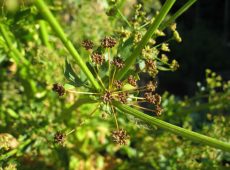 matureceleryseed