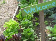 Emerson Avenue Community Garden