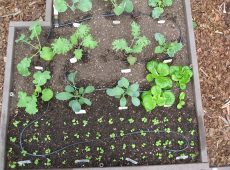 Radishes and kale planted in Square Foot Gardening fashion