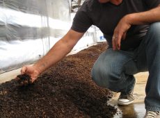 worm castings