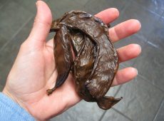 Technically a fruit, carob pods are eaten while the seeds are discarded.