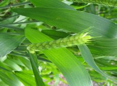 Seed heads start to emerge from grassy stalks.