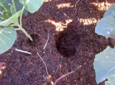 Gopher hole next to a Romanesco plant. Luckily the Romanesco got out alive.