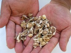 Moringa seeds - loose and ready for the taking...swapping.