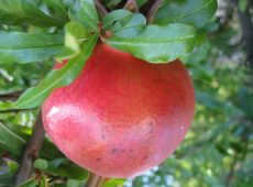 One of several Pomegranate trees on the property.