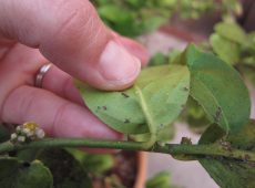 The pest looks like a tiny figure eight or an hourglass standing upright on a leaf.