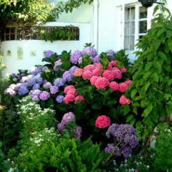 My hydrangea’s got the blues…