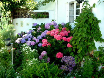 You are currently viewing My hydrangea’s got the blues…