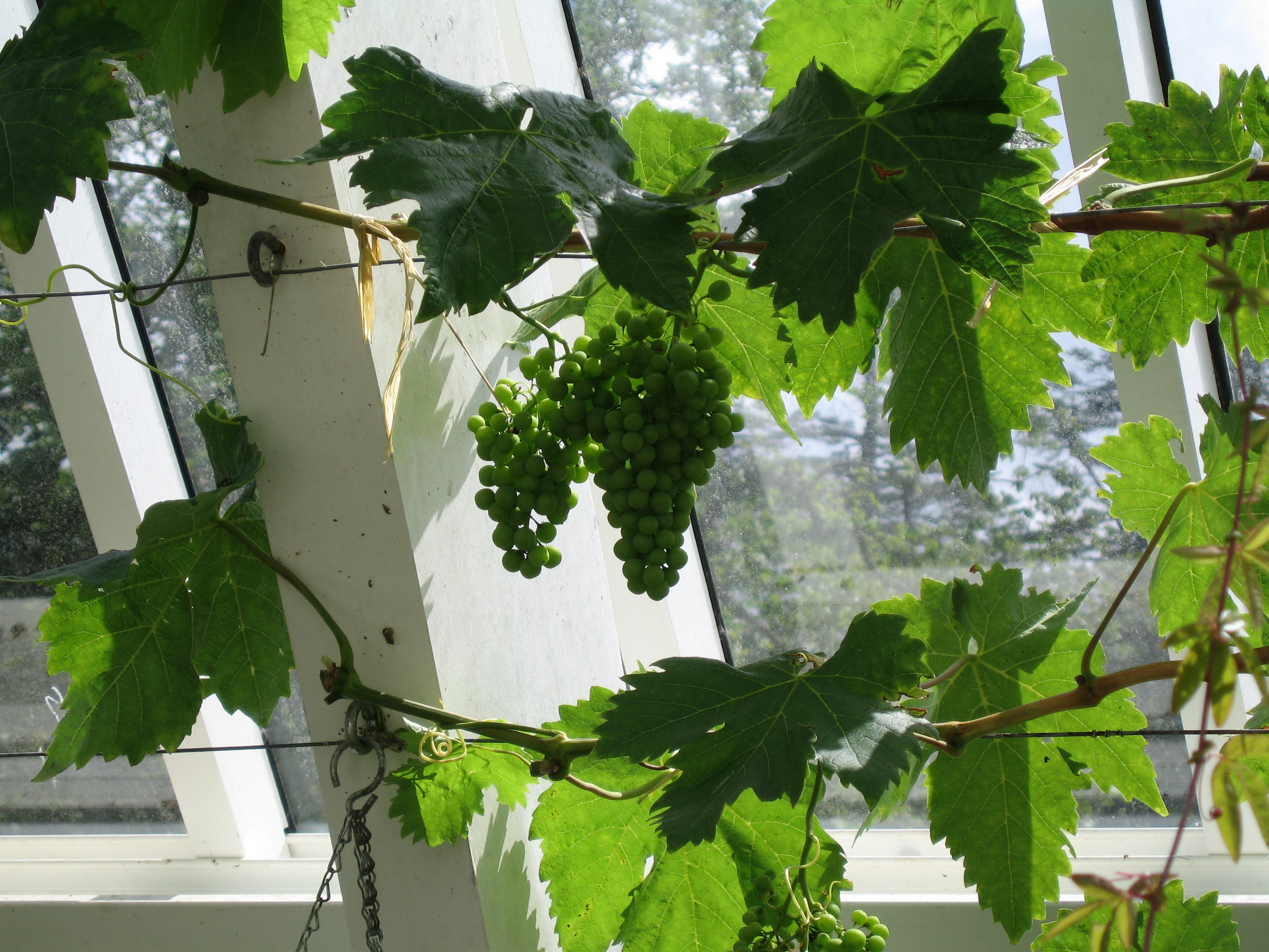 Glass House with Grape vines Kylemore Abby