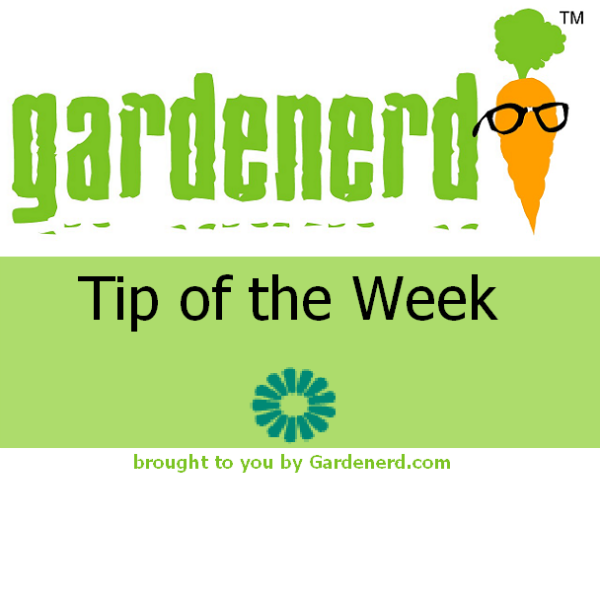 Read more about the article The All New Gardenerd Tip Of the Week Podcast