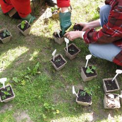 Seed-Starting, Transplants and Heirlooms Class Review