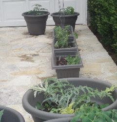 Veggies in a Pot