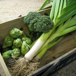 Harvesting and Storing Leeks