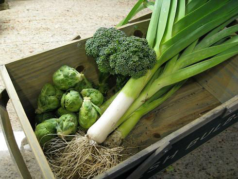 Read more about the article Harvesting and Storing Leeks
