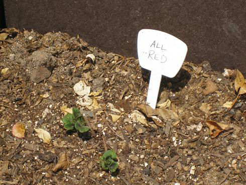 You are currently viewing YouTube: Planting Potatoes in Pots