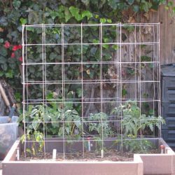 Makin’ Tomato Cages