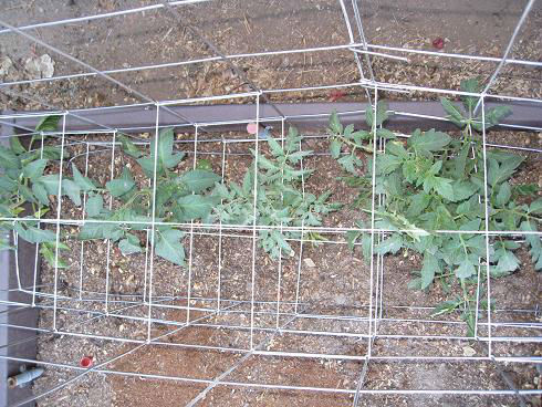 Tomato_cage_string