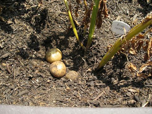 potato_harvest_08a (1)