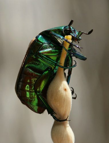Read more about the article Green Beetles – What’s the Buzz?