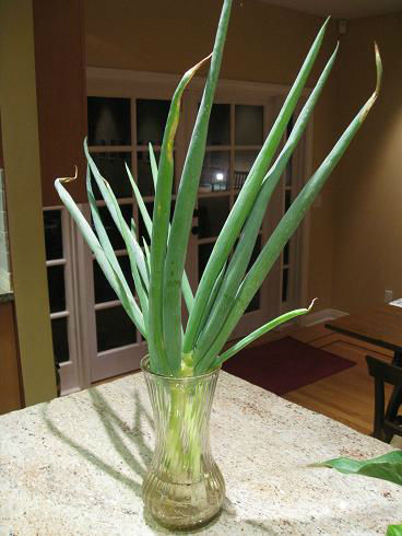 Read more about the article Monster Green Onions