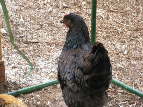 Read more about the article Chicken Update: Blanche, You’re a Woman Now