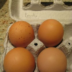 Using Eggshells in Your Garden