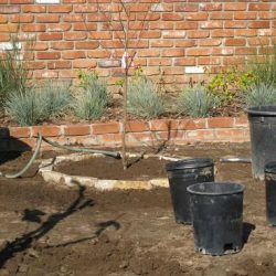 Planting a Nectarine Tree