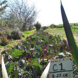 Eco-Farm in Santa Cruz