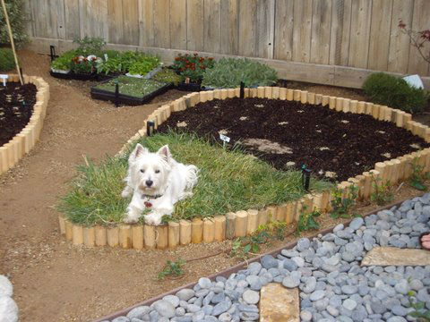 You are currently viewing Japanese / Vegetable Garden in Sierra Madre