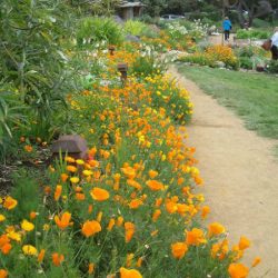 Gardenerd at Esalen