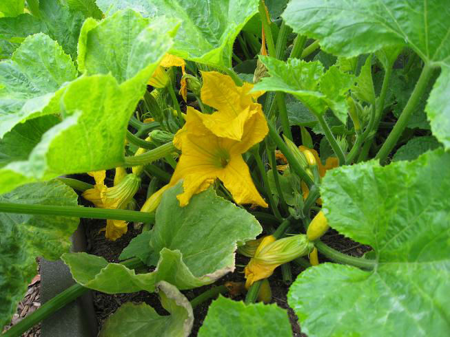 Read more about the article Houston, We Have Some Squash