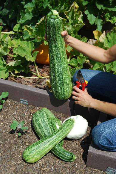 You are currently viewing Zucchini Anyone?