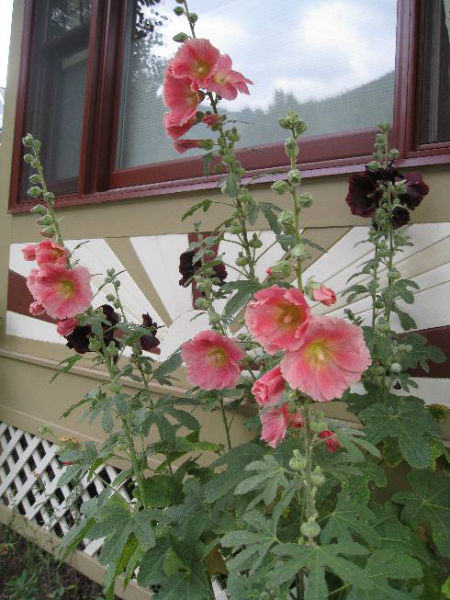 You are currently viewing Gardens of Telluride