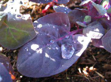 Read more about the article A Season of Orach
