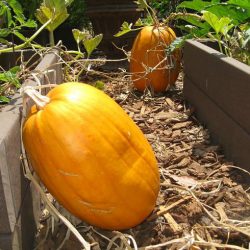 YouTube: Harvest & Cure Winter Squash for Storage