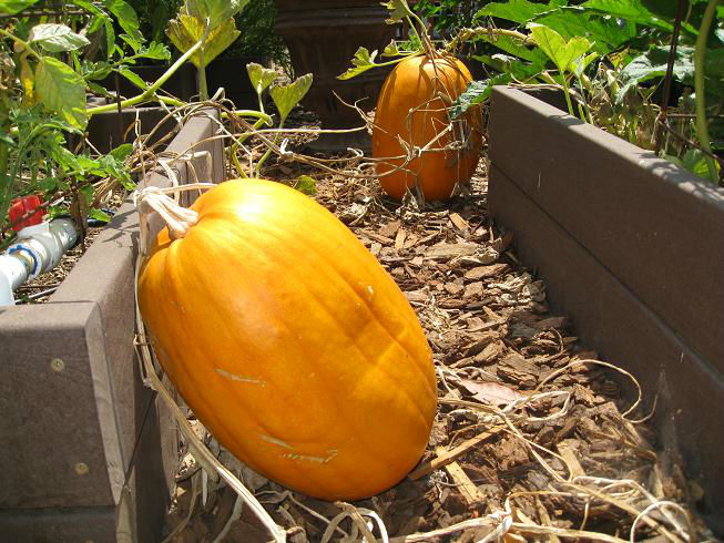 You are currently viewing Ask Gardenerd: Pumpkin Fruits Dropping