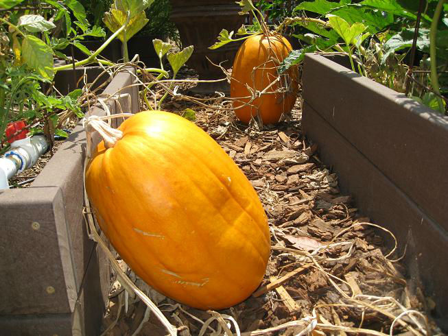 oblong_pumpkins