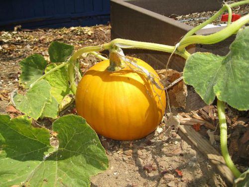 Read more about the article Pumpkins on the Early Side