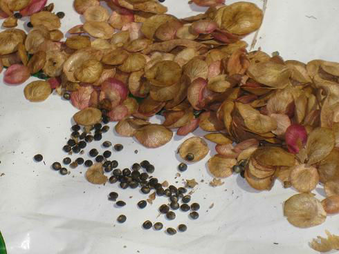 seeds_closeup