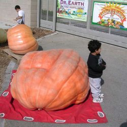 Pumpkin Mania 2009