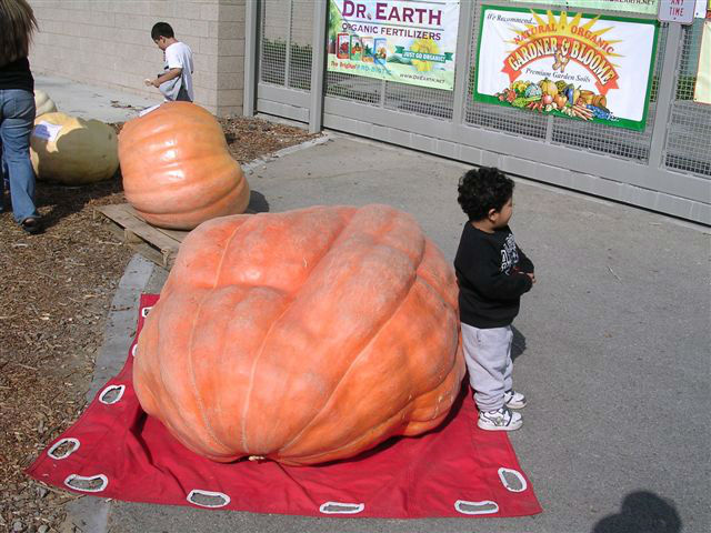 Read more about the article Pumpkin Mania 2009