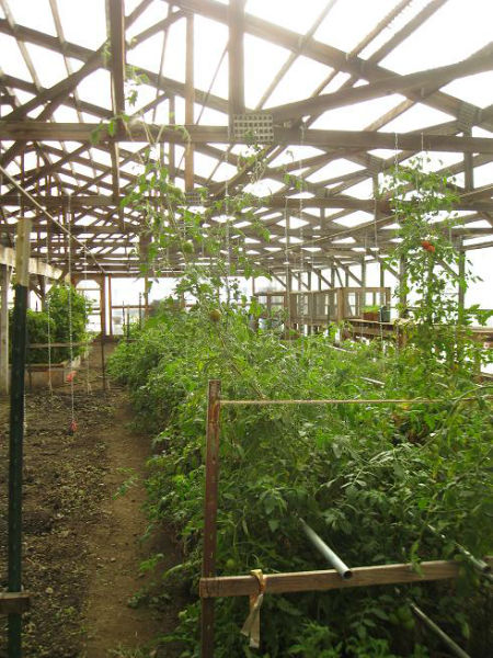 tomatoesinthegreenhouse