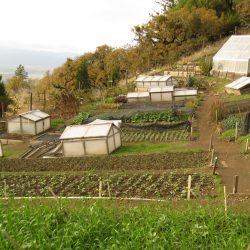 Ecology Action Farm