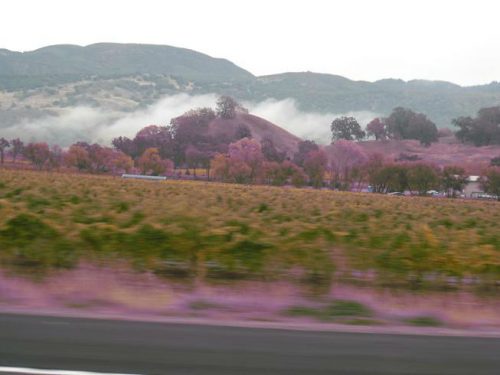 Read more about the article Field Trip: Napa Valley