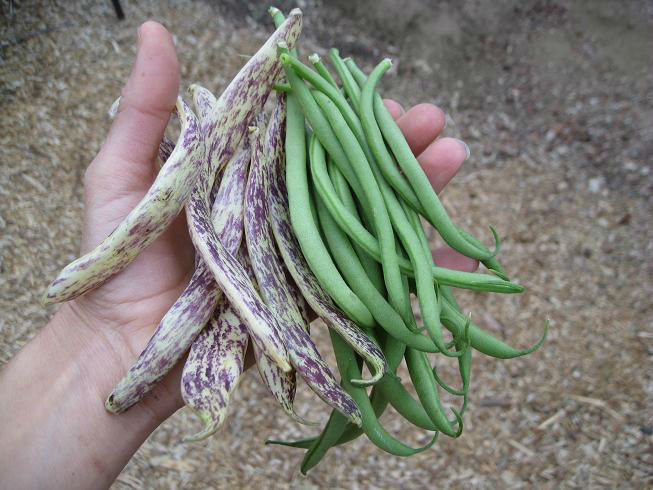 Gardenerd Organic Edible Gardening Dragon Tongue Beans