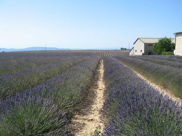 You are currently viewing Propagating Lavender from Cuttings