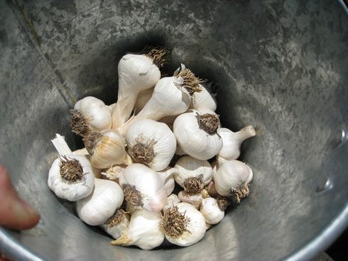 Growing garlic and shallots is easy