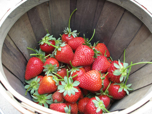 Strawberriesharvested