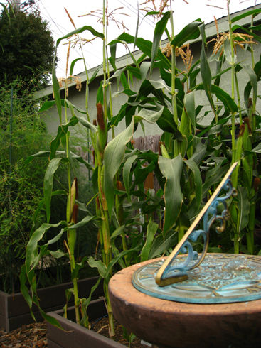 corn seedlings falling over